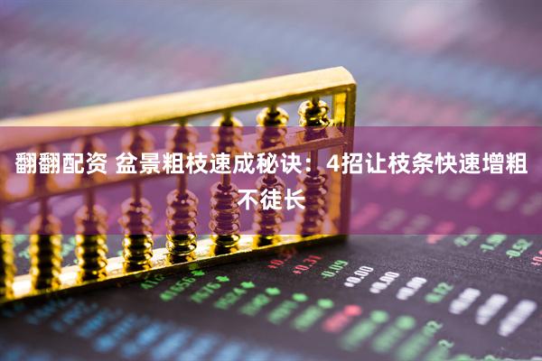 翻翻配资 盆景粗枝速成秘诀：4招让枝条快速增粗不徒长