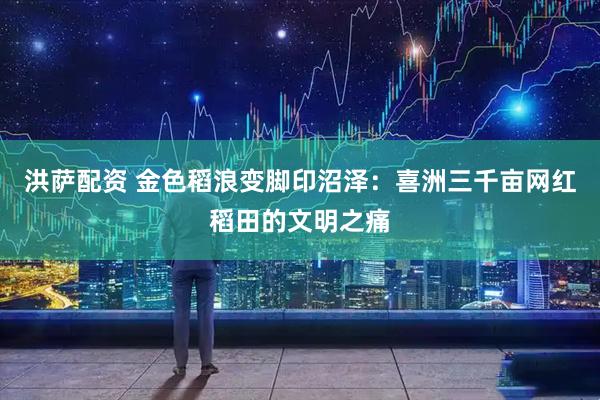 洪萨配资 金色稻浪变脚印沼泽：喜洲三千亩网红稻田的文明之痛